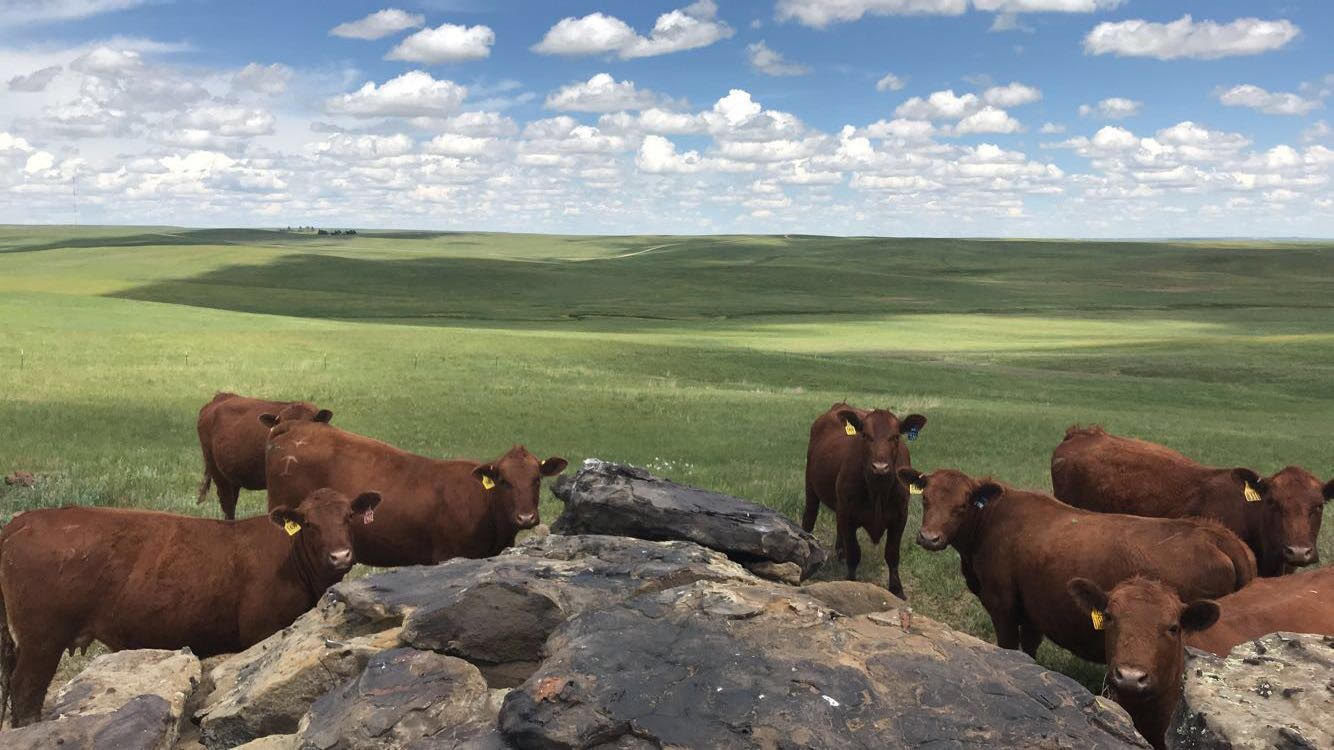 On-site pasture and land inspection